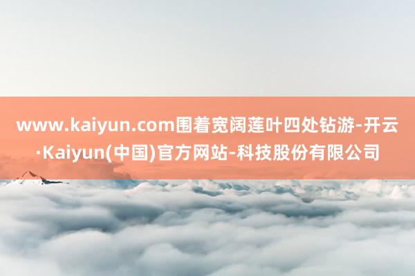 www.kaiyun.com围着宽阔莲叶四处钻游-开云·Ka